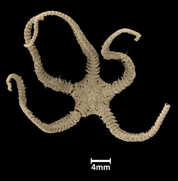Media type: image;   Invertebrate Zoology OPH-2687 Aspect: ventral